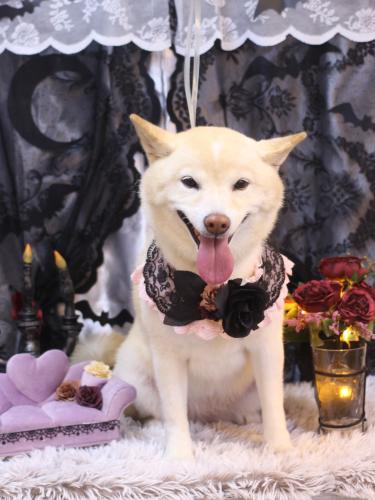 20231004メイちゃん